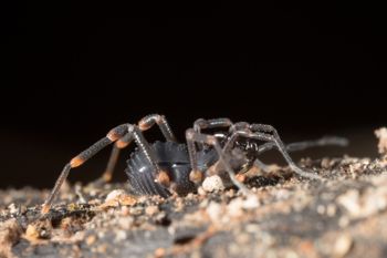 Media type: image;   Invertebrate Zoology 151528